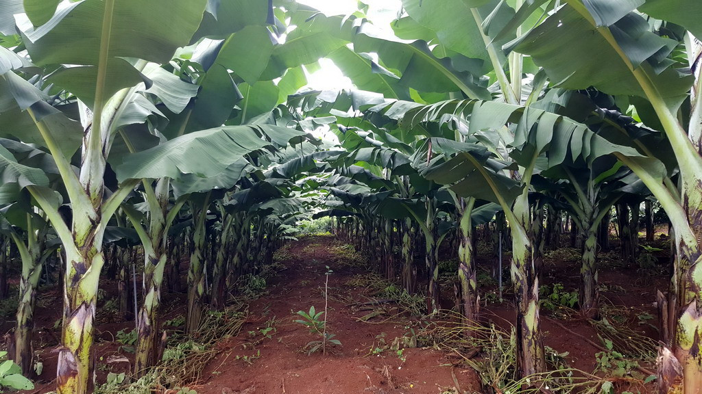 Phần lớn các vườn chuối Laba đều sử dụng hệ thống tưới phun sương tự động. Ảnh: ChuoilabaDalat.