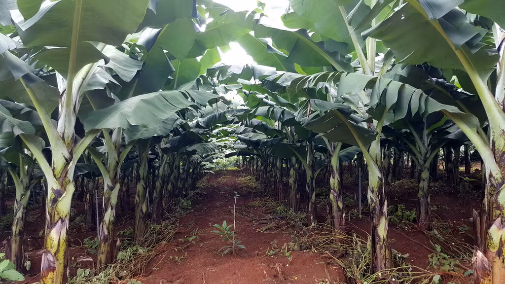 Phần lớn các vườn chuối Laba đều sử dụng hệ thống tưới phun sương tự động. Ảnh: ChuoilabaDalat.