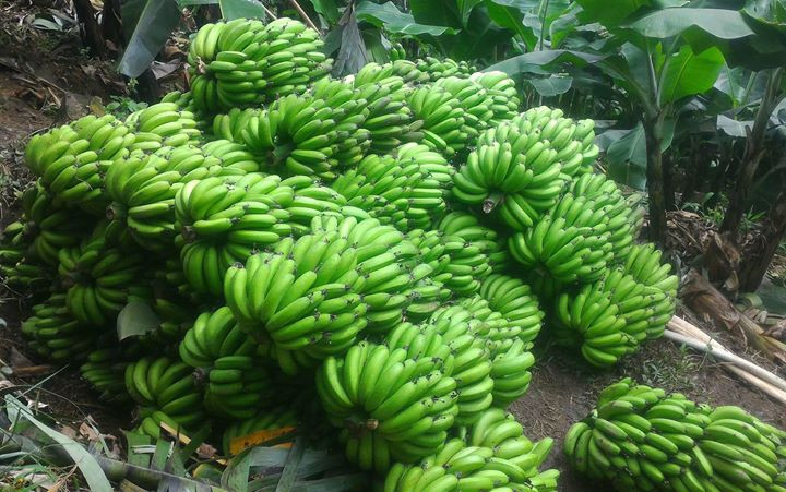 Trong lịch sử, chuối Laba được dùng để tiến Vua Bảo Đại, triều đình và các quan chức người Pháp. Vì vậy, chuối Laba còn được gọi là chuối Tiến Vua. Ảnh: FB Linh Nguyễn.