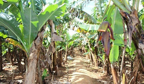 Vườn chuối Laba được trồng theo hàng ngay ngắn, thẳng tắp. Ảnh: Dân Việt.