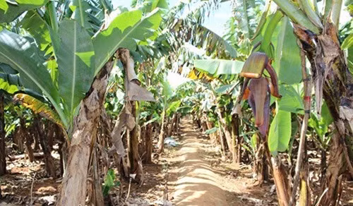 Vườn chuối Laba được trồng theo hàng ngay ngắn, thẳng tắp. Ảnh: Dân Việt.