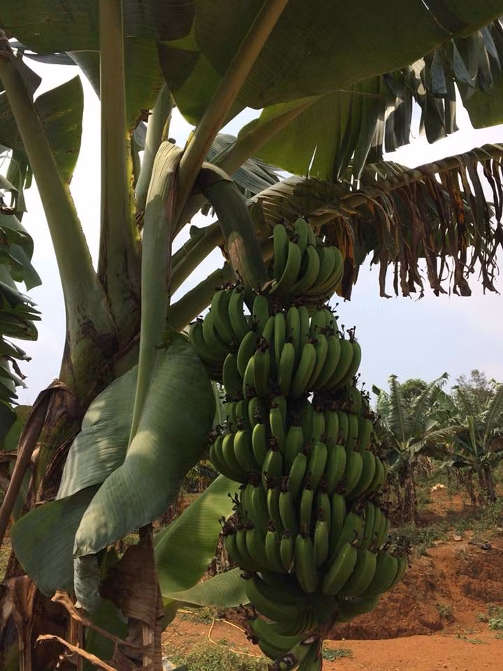 Chuối Laba là giống chuối đặc sản nổi tiếng của vùng đất Lâm Đồng. Ảnh: FB An Nhiên.