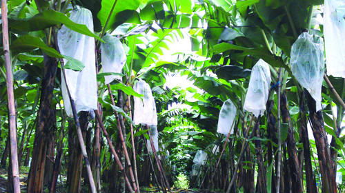 Các buồng chuối khi đủ lớn sẽ được người trồng dùng cây chạng chữ V để chống, tránh tình trạng gãy, đổ do buồng quá nặng. Ảnh: Internet.