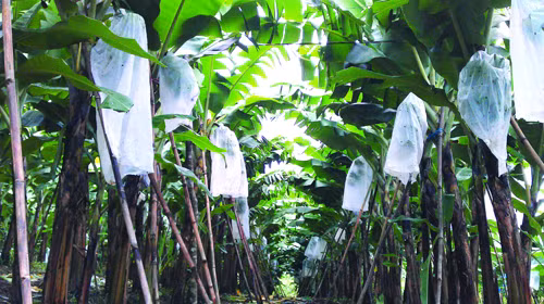 Các buồng chuối khi đủ lớn sẽ được người trồng dùng cây chạng chữ V để chống, tránh tình trạng gãy, đổ do buồng quá nặng. Ảnh: Internet.