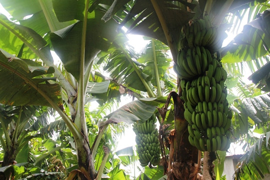 Tuy nhiên, giá bán lại ổn định, từ 8.000 – 9.000 đồng/kg. Ảnh: Người lao động.