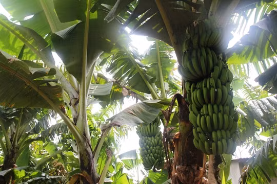 Tuy nhiên, giá bán lại ổn định, từ 8.000 – 9.000 đồng/kg. Ảnh: Người lao động.