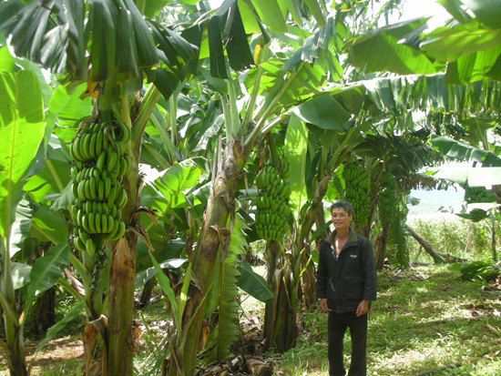 Nhờ khí hậu đặc biệt, chuối Laba Lâm Đồng có độ dẻo, mùi thơm và vị ngọt đặc trưng. Ảnh: Kinhtevadubao.