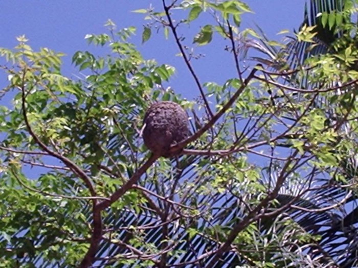 Bởi khi đó, kiến nhanh chóng tản ra ngoài chỉ còn lại những hạt trứng kiến. Ảnh: Baogialai.