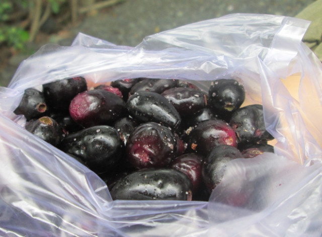  Trái trâm nhỏ hơi dài,lúc mới ra, trái có màu xanh, già màu đỏ tươi và lúc chín chuyển sang màu tím đen. Ảnh: Baoangiang.