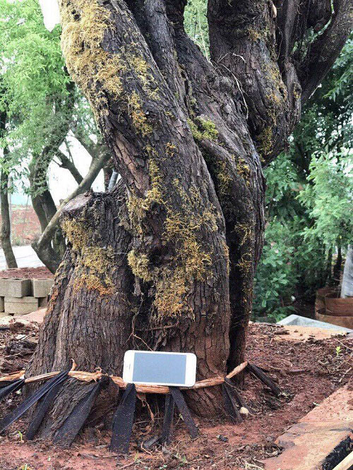 Đặc biệt, rêu mọc và bám xanh thân gốc cây. Ảnh: Vietnamnet.