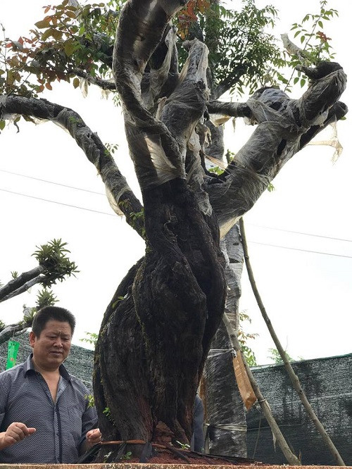 Gốc cây không thẳng đứng mà xoắn vào nhau hoàn toàn tự nhiên, rất hiếm thấy. Ảnh: Vietnamnet.