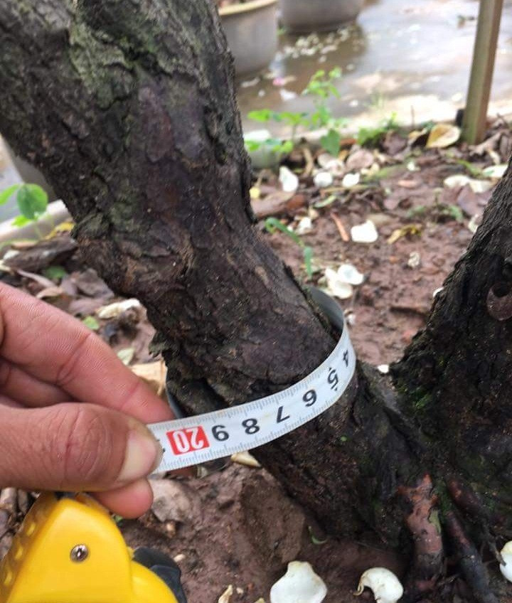 Cây hồng cao 3 m, đường kính tán rộng 3m. Thân cây chia làm 2 nhánh. Ảnh: Dân Việt.