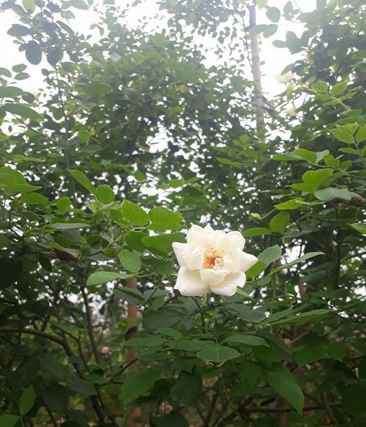 Cây hồng cổ "bạch ngọc tỉ" rât hình dáng khum khum. Ảnh: Dân Việt.