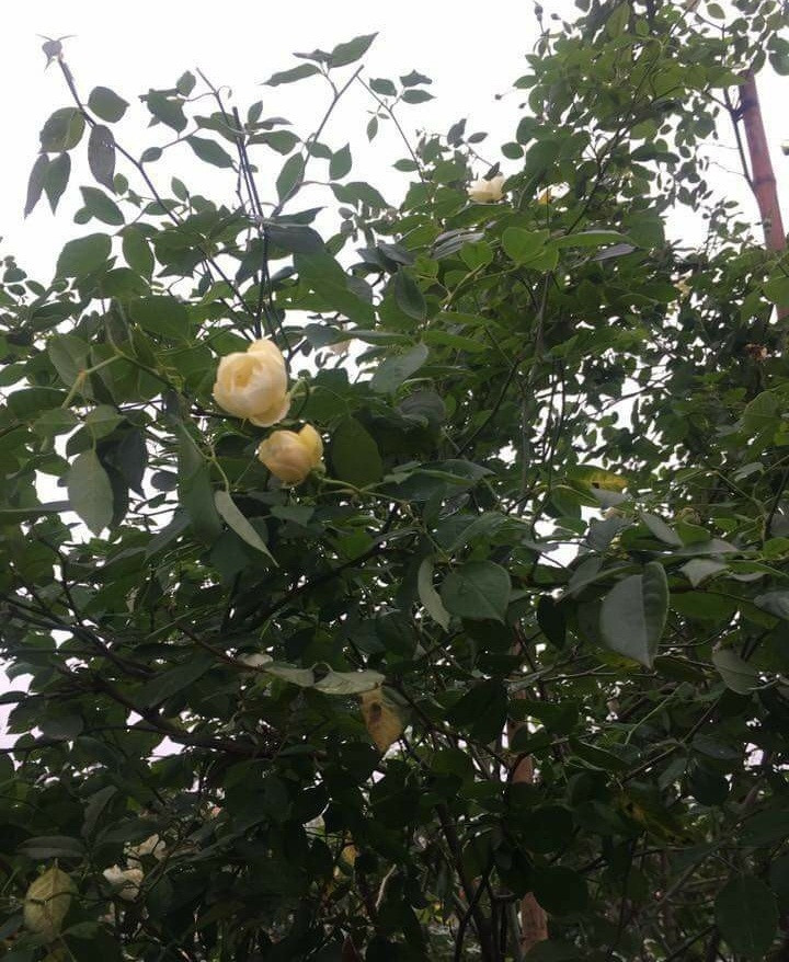 Không chỉ có mùi thơm khác lạ so với các loại hồng khác, hoa hồng cổ "bạch ngọc tỉ" này còn theo mùa, lúc hoa trắng, lúc vàng phớt, có bông điểm xuyết chút hồng, có lúc đủ các màu trên cây. Ảnh: Dân Việt.