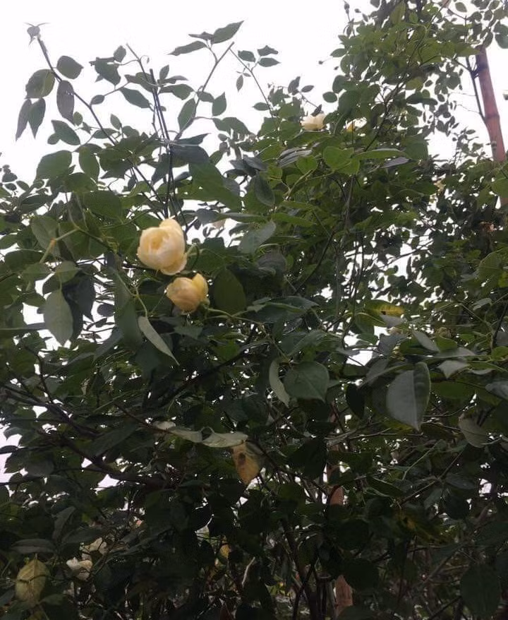 Không chỉ có mùi thơm khác lạ so với các loại hồng khác, hoa hồng cổ "bạch ngọc tỉ" này còn theo mùa, lúc hoa trắng, lúc vàng phớt, có bông điểm xuyết chút hồng, có lúc đủ các màu trên cây. Ảnh: Dân Việt.