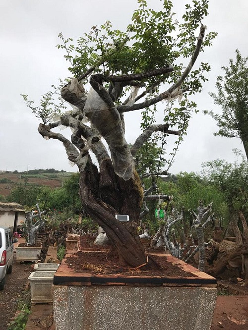 Gốc hoa hồng cổ thụ khủng có tuổi đời khoảng 200 năm của ông Lê Minh (Sapa, Lào Cai) nổi tiếng cả nước khi được đại gia Hong Kong trả 1 tỷ đồng. Ảnh: Vietnamnet.