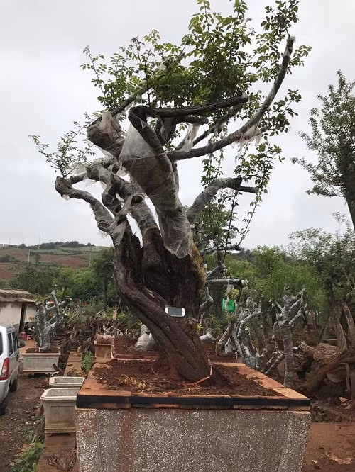 Gốc hoa hồng cổ thụ khủng có tuổi đời khoảng 200 năm của ông Lê Minh (Sapa, Lào Cai) nổi tiếng cả nước khi được đại gia Hong Kong trả 1 tỷ đồng. Ảnh: Vietnamnet.