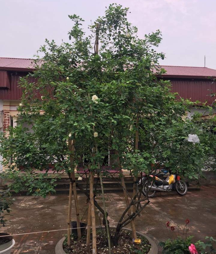 Cây hồng cổ nội địa có tên mĩ miều "bạch ngọc tỉ" được anh Nguyễn Sinh Ngọ (Hải Dương) bán cho một đại gia với giá 50 triệu đồng. Ảnh: Dân Việt.