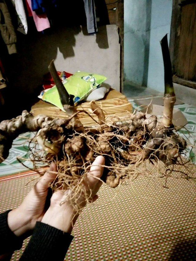 Củ sâm 7 lạng được bán với giá nửa tỷ hồi giữa năm 2017 bị bóc mẽ có xuất xứ ngoài Bắc.