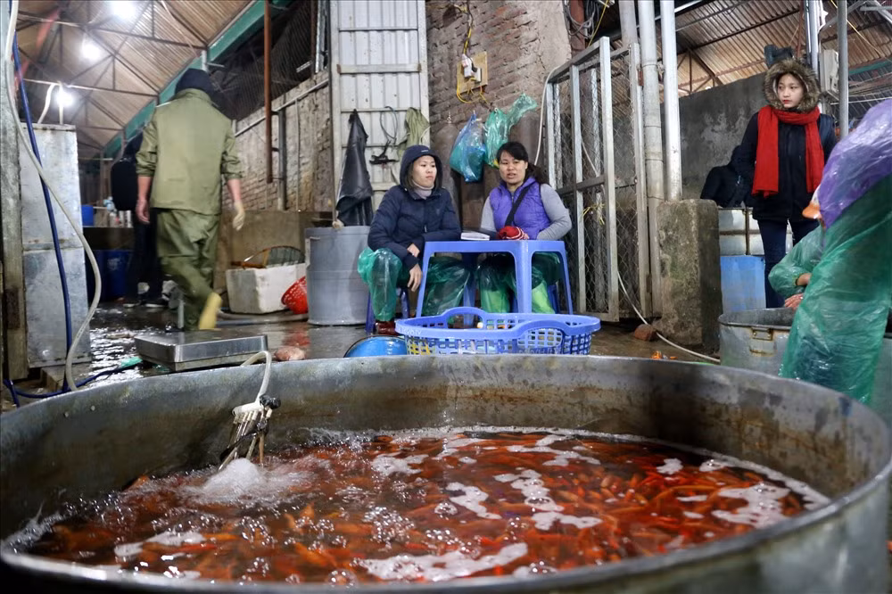 Năm nay cá chép vàng có giá 150.000 đồng/kg, cá chép đỏ đắt hơn một chút với giá 200.000 đồng/kg.