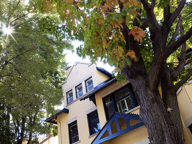  Vị trí cây không phù hợp: Nếu trồng cây cổ thụ sát tường nhà hay khu vực cửa ra vào, khi phát triển rễ sẽ lan rộng ra sát tường nhà và làm che khuất tầm nhìn của ngôi nhà. Ảnh: Greenviet.