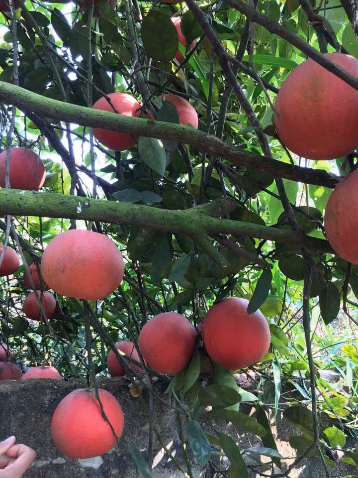 Gần Tết, khách hàng đến tận vườn đặt bưởi nhiều, giá bưởi theo đó cũng tăng mạnh. Năm nay, bưởi đỏ tiến vua bán sỉ khoảng 100.000 đồng (loại nhỏ 0,6 - 1,4kg/quả). Ảnh: FB Châu Tống.