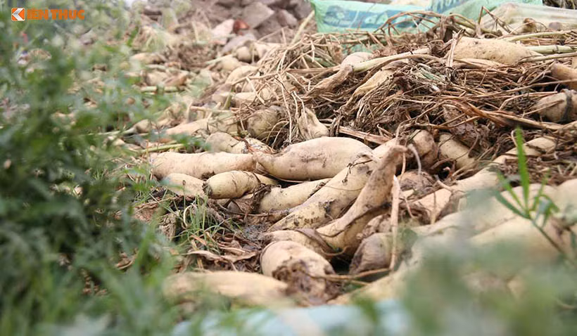 Nông dân ở huyện Mê Linh, TP Hà Nội cũng ngậm ngùi nhổ bỏ củ cải trắng vì không thể tiêu thụ được do giá xuống thấp, 500 - 1.000 đồng/kg. Ảnh: Băng Tâm - Mạnh Hưng.