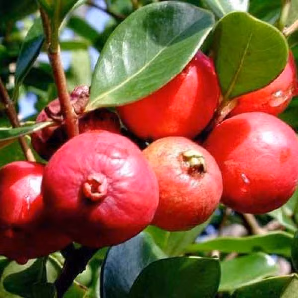 Ổi tím xuất xứ từ Malaysia và nhân giống ở Việt Nam cũng gây sốt thị trường bởi màu sắc độc đáo. Ảnh: Internet.