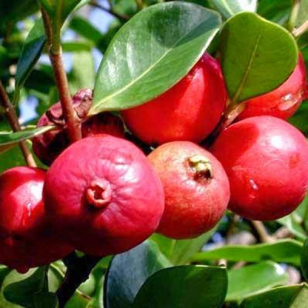 Ổi tím xuất xứ từ Malaysia và nhân giống ở Việt Nam cũng gây sốt thị trường bởi màu sắc độc đáo. Ảnh: Internet.