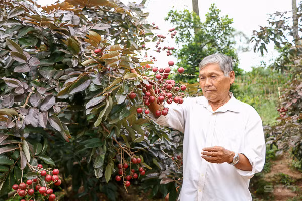 Khác với nhãn thông thường, nhãn tím luôn trong tình trạng khan hàng dù giá bán lên tới 100.000 đồng/kg. Ảnh: Dân Việt.