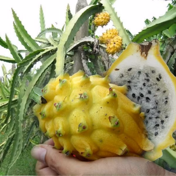 Giống thanh long vàng lúc trái non có màu vàng nhạt và vàng xanh, nhưng khi chín sẽ ngả hẳn sang màu vàng tươi. Ruột màu trắng, khi chín vị ngọt hơn loại thường. Ảnh: Hatgionghoa.