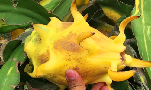 Ban đầu, có thể do đột biến gene, một cây thanh long trong vườn nhà ông Biết có thân màu vàng, cho trái cũng màu vàng. Thấy lạ, ông Biết đem chiết nhánh, nhân giống lên tổng cộng 116 gốc. Ảnh: Viencaygiongtrunguong.