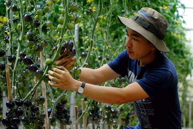Cách đây vài năm, cơn sốt của loại cà chua đen trồng Đà Lạt đẩy gián bán của nó lên rất cao từ 140.000 - 200.000 đồng/kg. Ảnh: Foody.