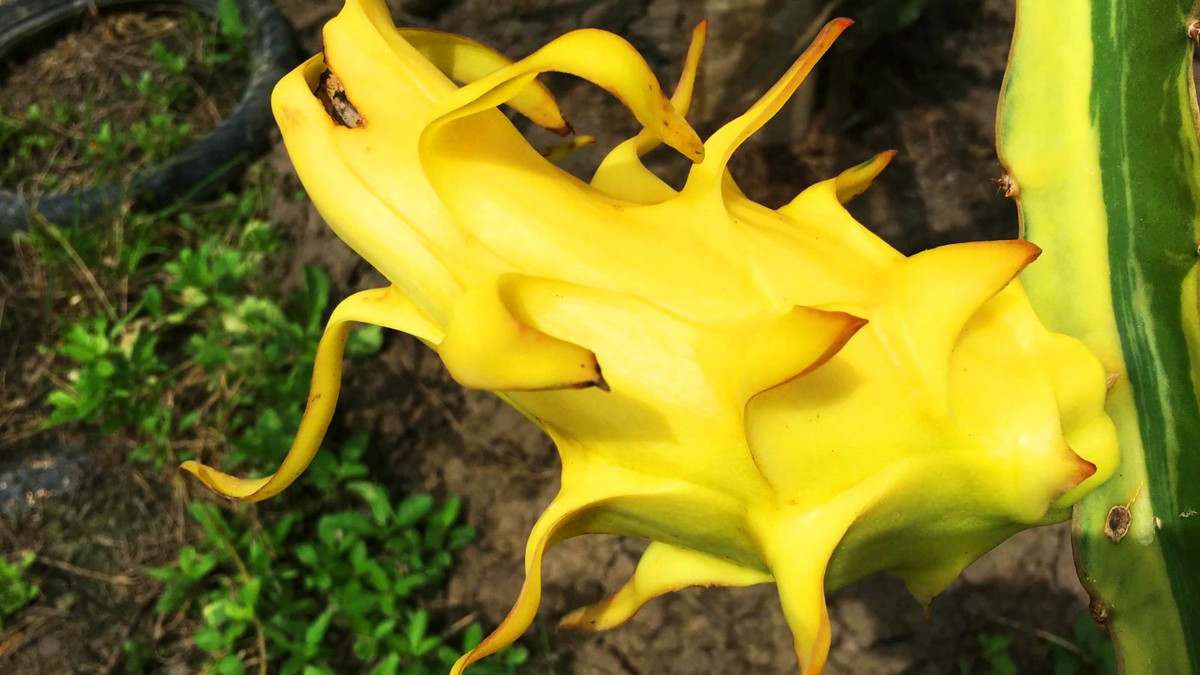 Mới đây, vườn thanh long đột biến gen có trái màu vàng đã mang về cho ông Lê Văn Biết (61 tuổi, ngụ xã An Lục Long, huyện Châu Thành, tỉnh Long An) 1 tỷ đồng khiến nhiều người tò mò. Ảnh: Baocantho.