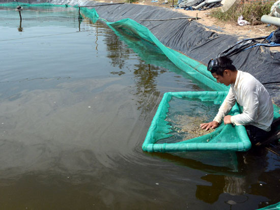Cũng nhờ nghề nuôi ốc hương này, hàng trăm lao động thời vụ được tạo công ăn việc làm ổn định, với mức thu nhập từ 200.000 - 400.000 đồng/ngày. Ảnh: TTXVN. Video: Người nuôi ốc hương ồ ạt tăng diện tích do lợi nhuận cao. Nguồn: VTC16.