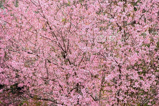 Năm nay Kon Tum cũng có hàng trăm cây hoa mai anh đào nhuộm hồng, khoe sắc giữa đồi núi. Ảnh: Dân Việt.