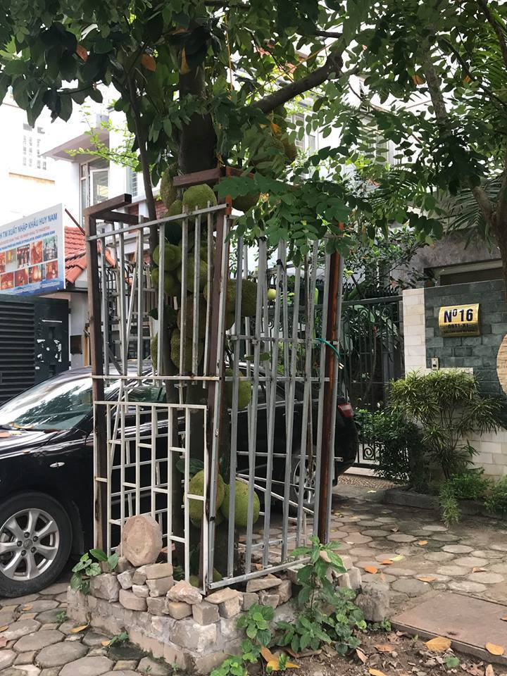 Một cây mít trong khu đô thị Linh Đàm (Hoàng Mai, Hà Nội) được gia chủ rào kín mít. Ảnh: Anh Tuấn.