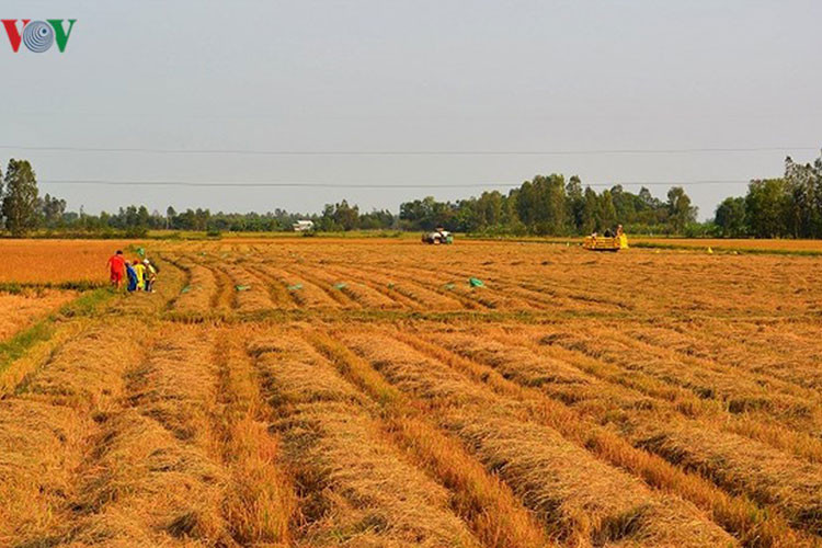 Ở các tỉnh vùng "rốn lúa" như An Giang, Kiên Giang, Cần Thơ năng suất lúa có thể đạt khoảng 7 tấn/ha.