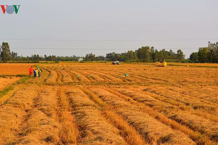 Ở các tỉnh vùng "rốn lúa" như An Giang, Kiên Giang, Cần Thơ năng suất lúa có thể đạt khoảng 7 tấn/ha.