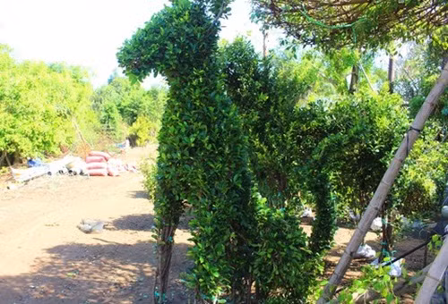 Một số nhà vườn còn tạo hình cây xi thành hình chó để bán Tết Mậu Tuất 2018 với giá từ 3 - 6 triệu đồng/cặp. Ảnh: Congan.