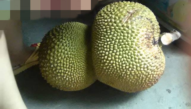 Trái mít sinh đôi mang hình dáng của chiếc hồ lô. Ảnh: FB Anh Thuong Pham.