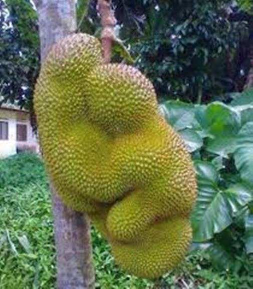 Trái mít mang hình dáng kỳ lạ, nhìn như hai đứa trẻ đang ôm lấy nhau. Ảnh: Internet.