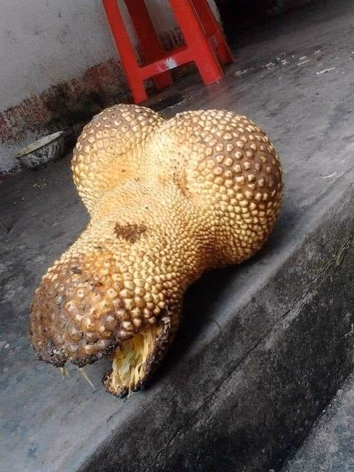 Mít quê siêu sạch, siêu ngọt với hình dáng kỳ dị. Ảnh: FB Hoa Trinh Nữ.