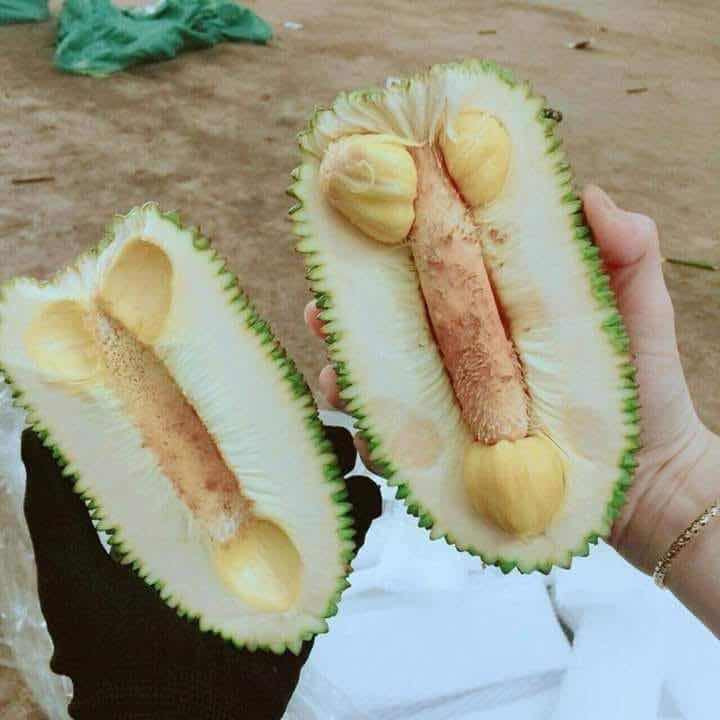 Mang hình hài của nhân sinh, đây có thể xem là quả mít bá đạo nhất thế giới. Ảnh: FB 周氏春.