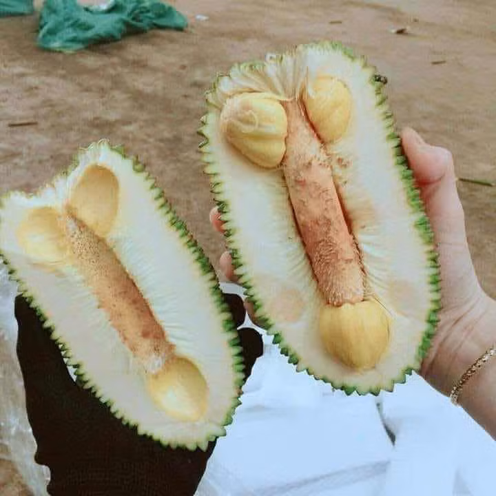 Mang hình hài của nhân sinh, đây có thể xem là quả mít bá đạo nhất thế giới. Ảnh: FB 周氏春.