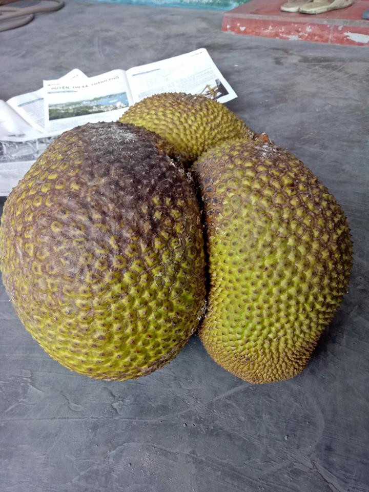 Quả mít sinh ba kỳ diệu đến thế này. Ảnh: FB Hà Nguyễn.