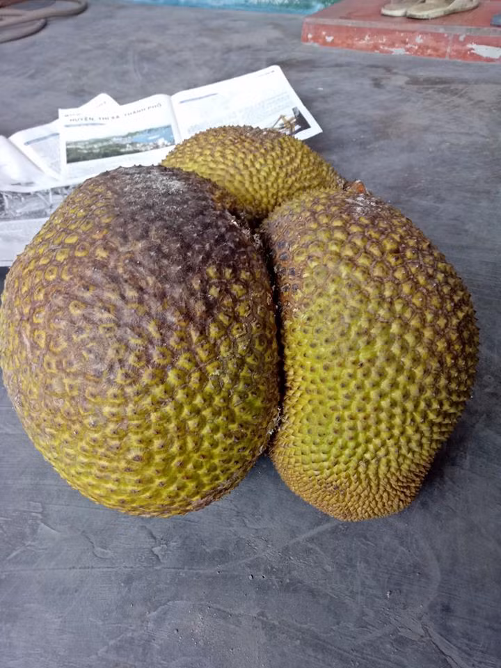 Quả mít sinh ba kỳ diệu đến thế này. Ảnh: FB Hà Nguyễn.