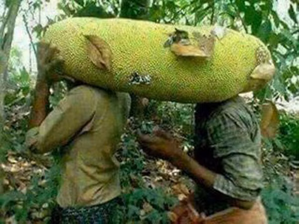  Quả mít to, dài nên phải 2-3 người mới bê được. Ảnh: Vietnamnet.