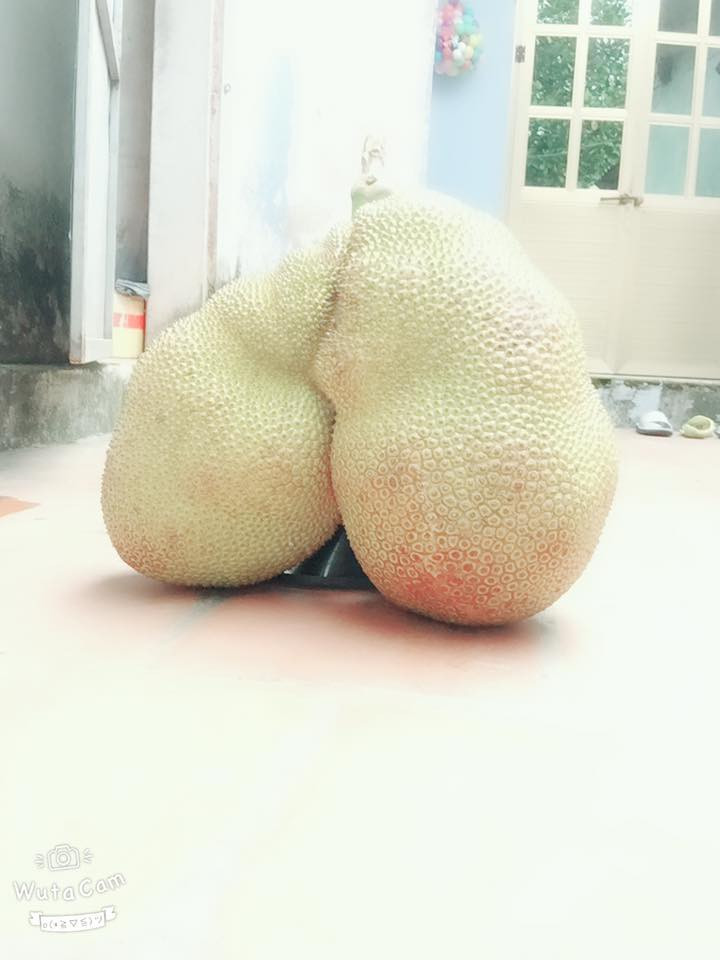 Quả mít sinh đôi rất đặc biệt. Ảnh: FB Thỏ MôLe.
