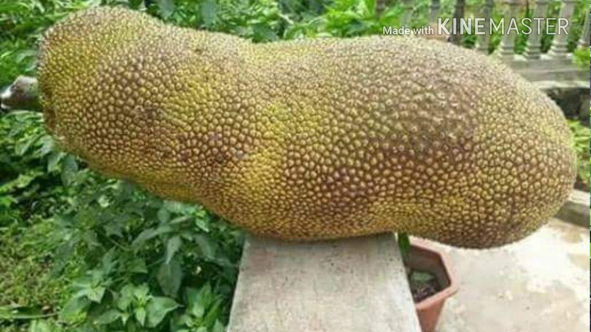 Giống mít này có xuất xứ từ Malaysia, mỗi quả có thể nặng trung bình từ 25 - 40kg. Ảnh: Youtube.